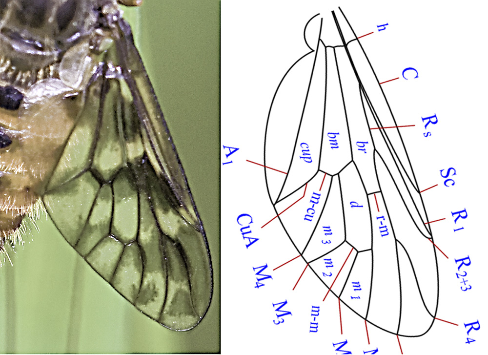 Atherix ibis M (Athericidae)